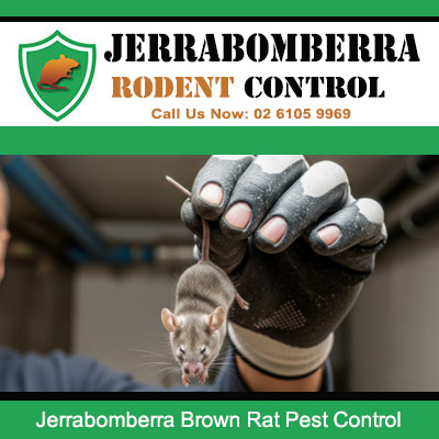 Professional pest controller in black gloves holding removed brown rat during rodent control inspection in Jerrabomberra home