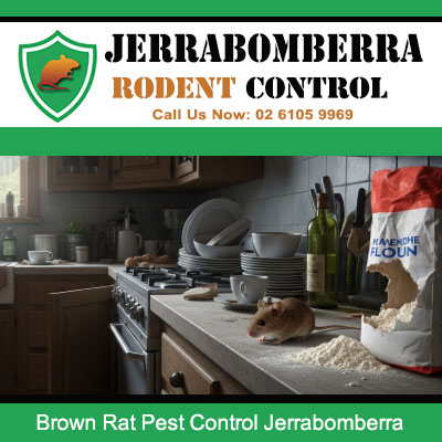 Brown rat infesting Jerrabomberra home kitchen and crawling across food preparation surfaces requiring urgent pest control treatment