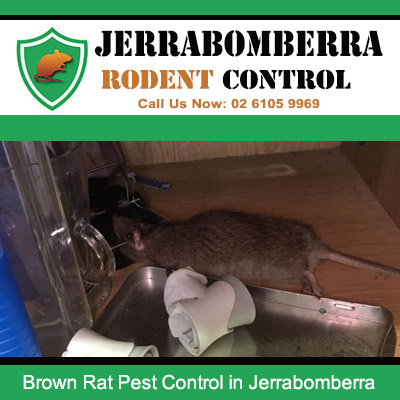 Professional brown rat extermination in Jerrabomberra targeting large rodent discovered nesting inside kitchen sink cabinet area