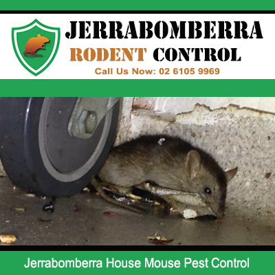 House mouse successfully caught in snap trap near vehicle wheel during professional pest control treatment in Jerrabomberra home