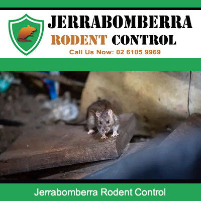 Rat infestation in Jerrabomberra property with rodent found nesting among old timber in outdoor storage space