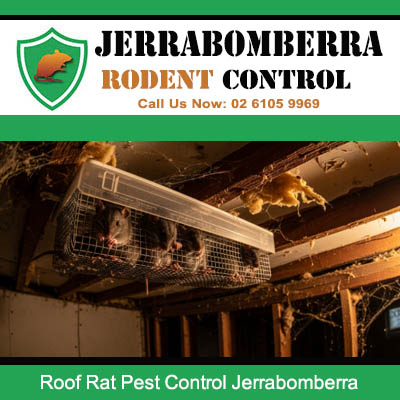 Professional roof rat removal in Jerrabomberra with multiple rodents successfully caught in cage trap inside damaged attic