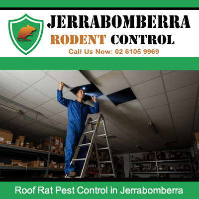 Jerrabomberra roof rat pest control expert using ladder to inspect and bait ceiling cavity for rodent activity
